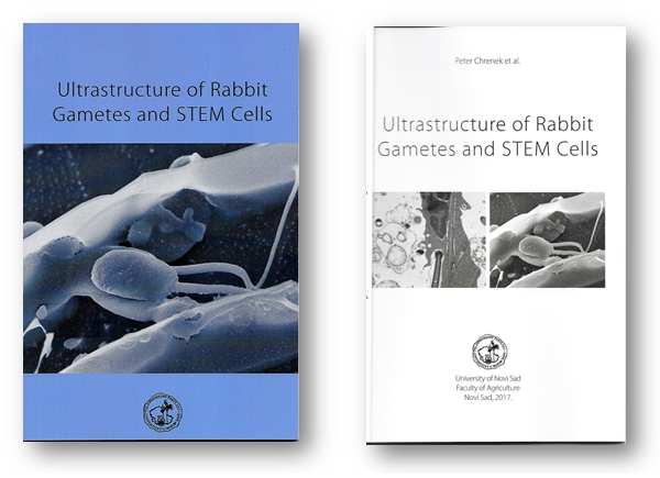 ultrastructure_of_rabbit3